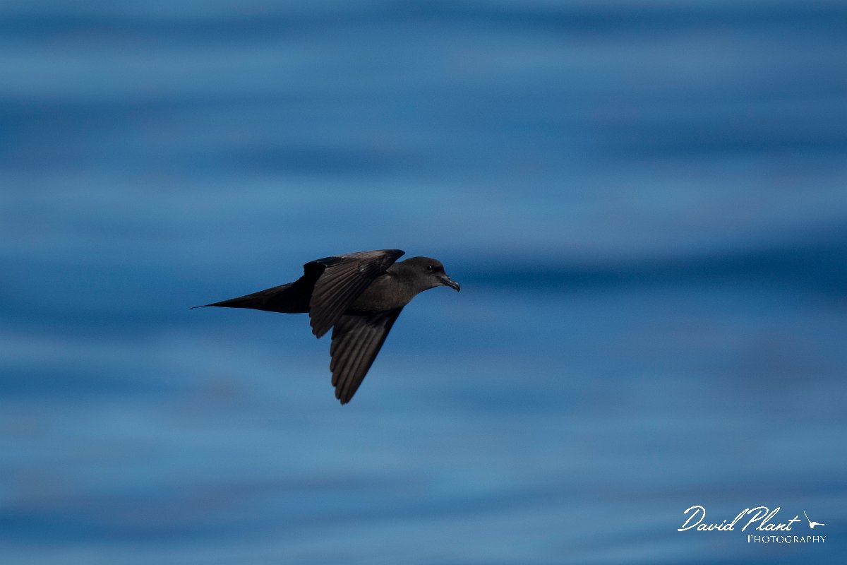 DPPhotography - Maderia - Bulwer's petrel - S.jpg - Bulwer's petrel - Ocean SE of Madeira, Madeira