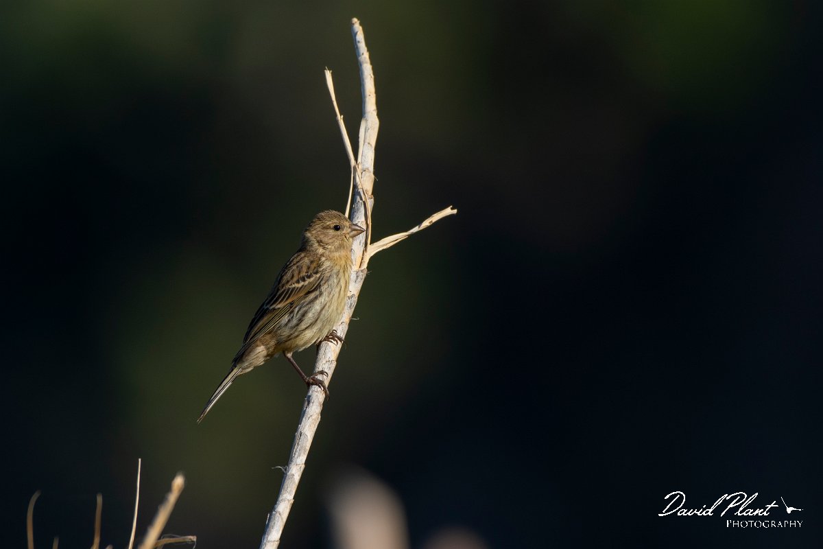 DPPhotography - Maderia - Canary - A.jpg