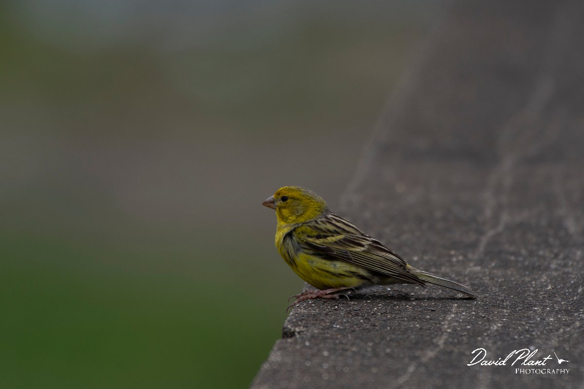 DPPhotography - Maderia - Canary - C.jpg - Canary - Machico, Madeira