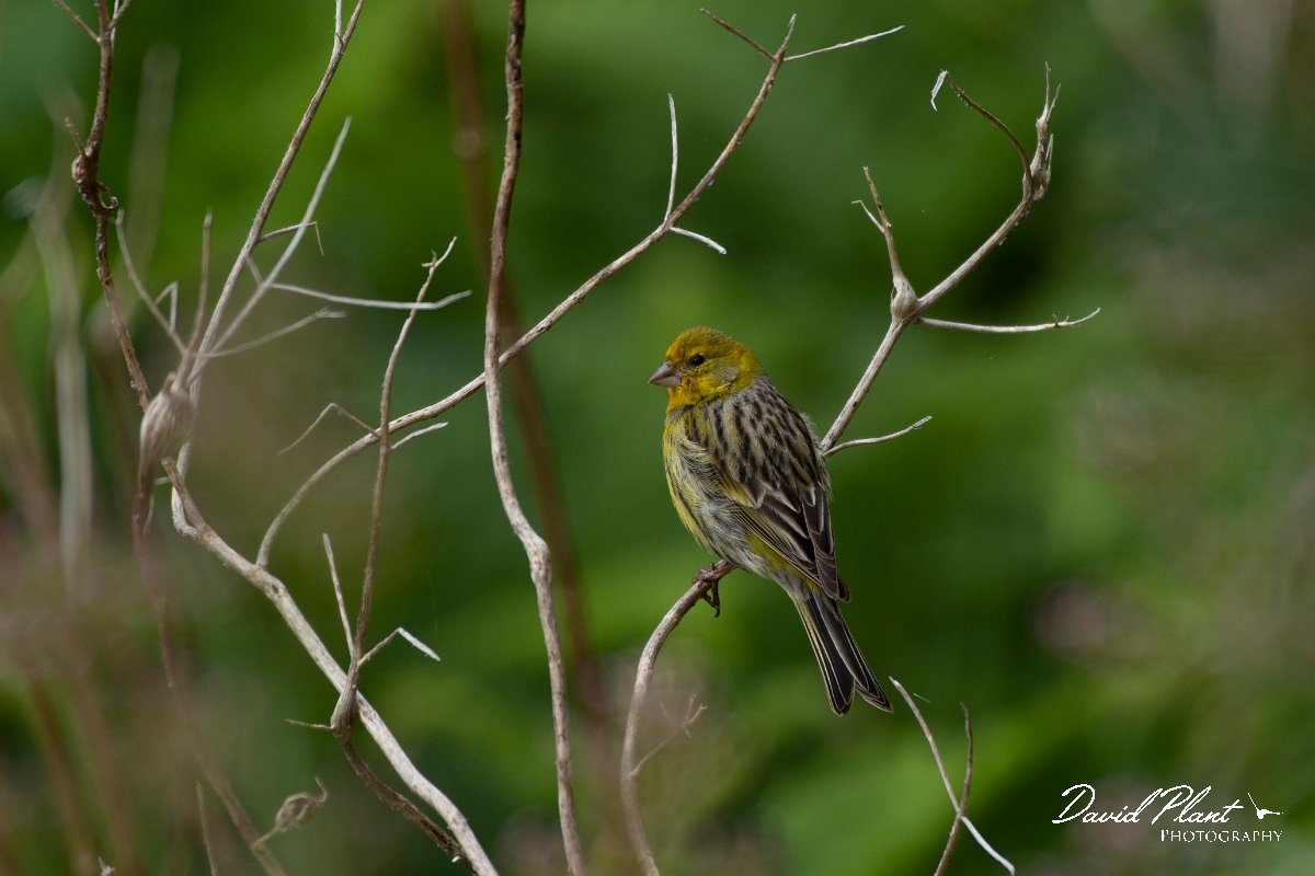 DPPhotography - Maderia - Canary - E.jpg - Canary - Ribeira da Janela, Madeira
