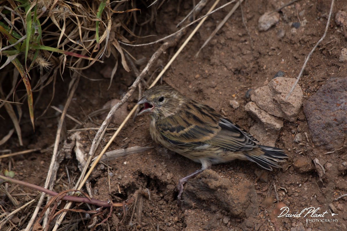 DPPhotography - Maderia - Canary - G.jpg - Canary - Sao Lourenco Peninsula, Madeira