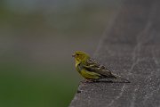 DPPhotography - Maderia - Canary - C
