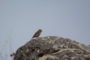 DPPhotography - Maderia - Canary - F