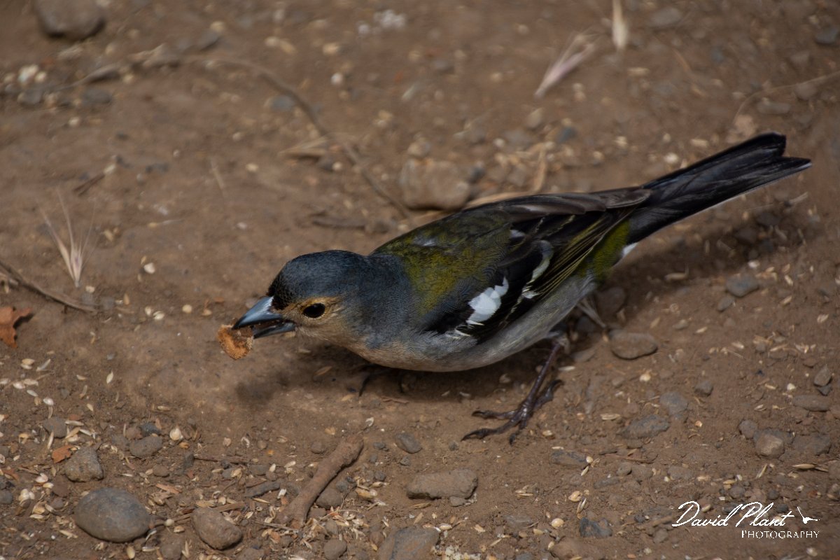 DPPhotography - Maderia - Chaffinch - C.jpg - Chaffinch - Balcoes, Madeira