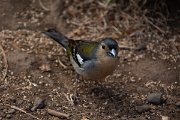 DPPhotography - Maderia - Chaffinch - A