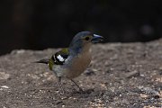 DPPhotography - Maderia - Chaffinch - B