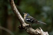 DPPhotography - Maderia - Chaffinch - D