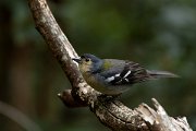 DPPhotography - Maderia - Chaffinch - E