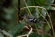 DPPhotography - Maderia - Chaffinch - F