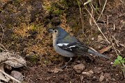 DPPhotography - Maderia - Chaffinch - G