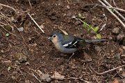 DPPhotography - Maderia - Chaffinch - I