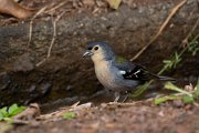 DPPhotography - Maderia - Chaffinch - J