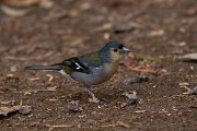 DPPhotography - Maderia - Chaffinch - K
