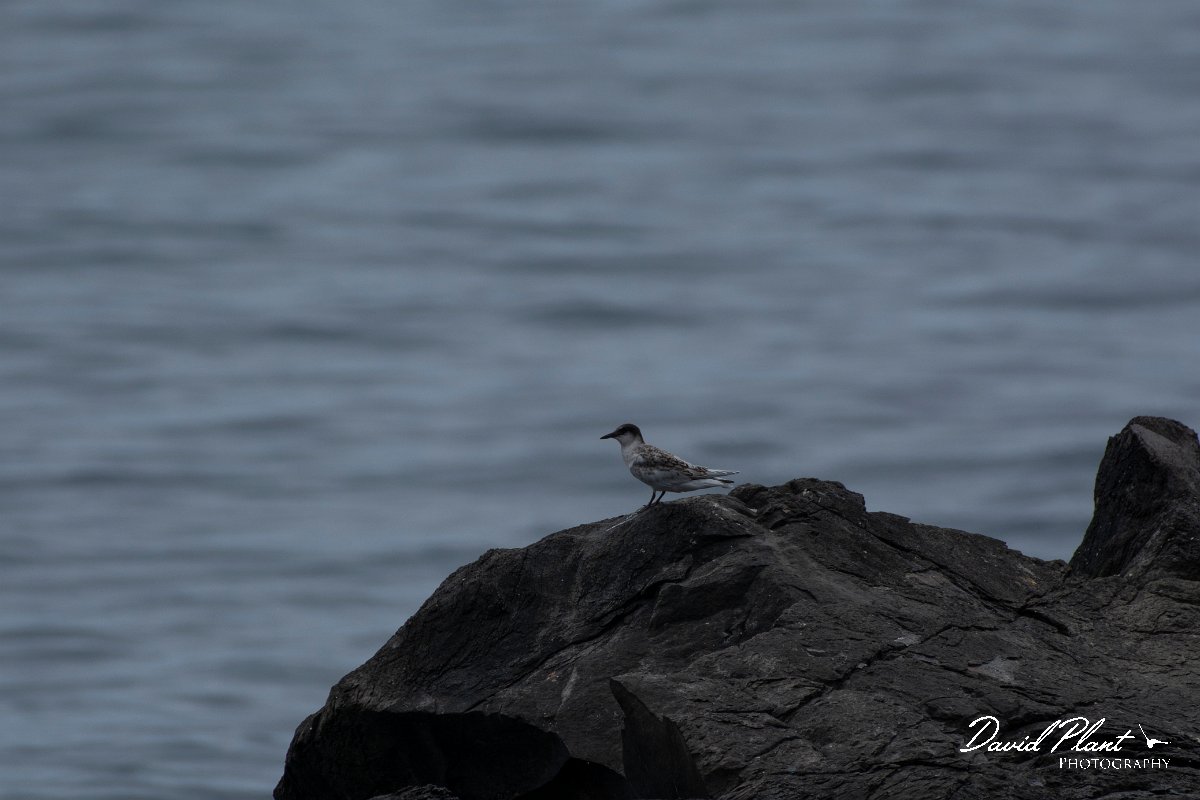 DPPhotography - Maderia - Common tern - A.jpg - Common tern - Lugar de Baixo, Maderia