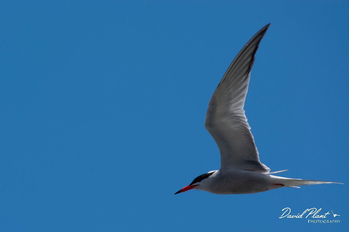 DPPhotography - Maderia - Common tern - B.jpg - Common tern - Machico harbour, Madeira