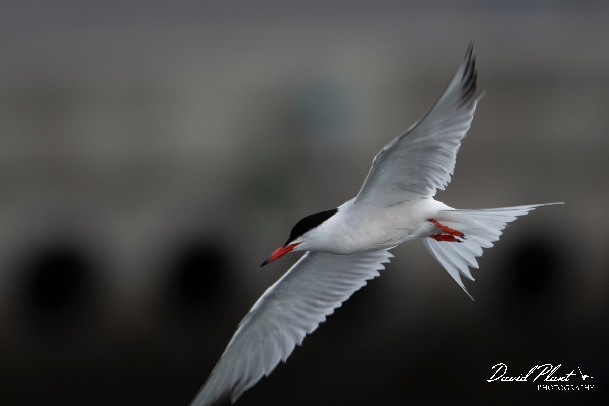 DPPhotography - Maderia - Common tern - C.jpg - Common tern - Machico harbour, Madeira