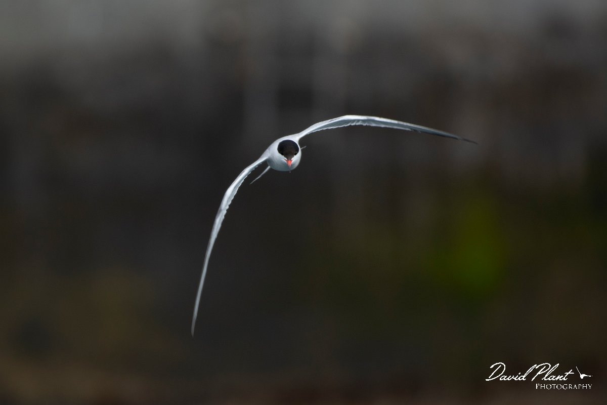 DPPhotography - Maderia - Common tern - D.jpg - Common tern - Machico harbour, Madeira