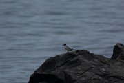 DPPhotography - Maderia - Common tern - A
