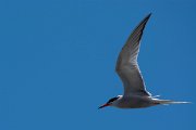 DPPhotography - Maderia - Common tern - B