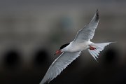 DPPhotography - Maderia - Common tern - C