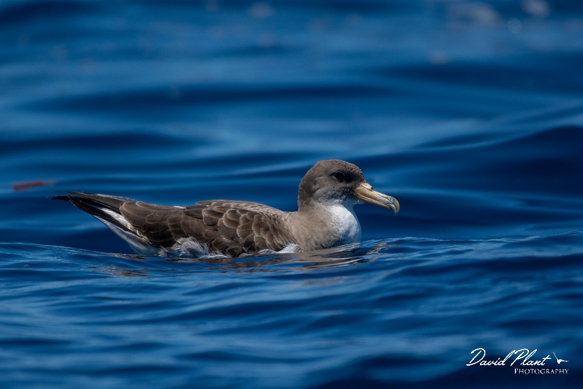 DPPhotography - Maderia - Cory's shearwater - AA.jpg - Cory's shearwater - Ocean SE of Madeira, Madeira