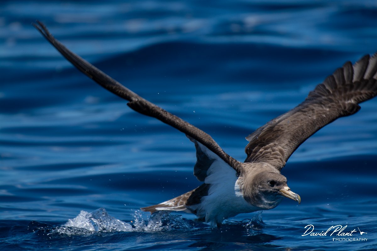 DPPhotography - Maderia - Cory's shearwater - AB.jpg - Cory's shearwater - Ocean SE of Madeira, Madeira