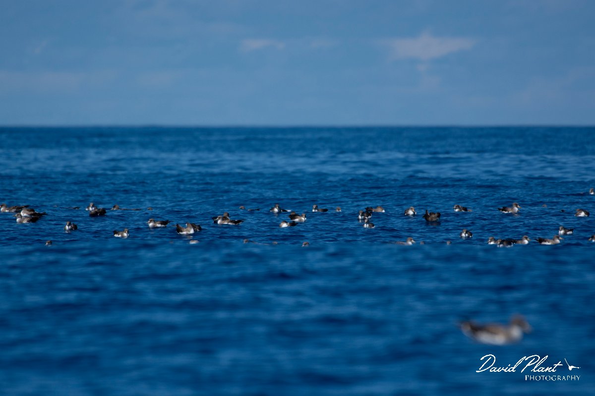 DPPhotography - Maderia - Cory's shearwater - AC.jpg - Cory's shearwater - Ocean SE of Madeira, Madeira