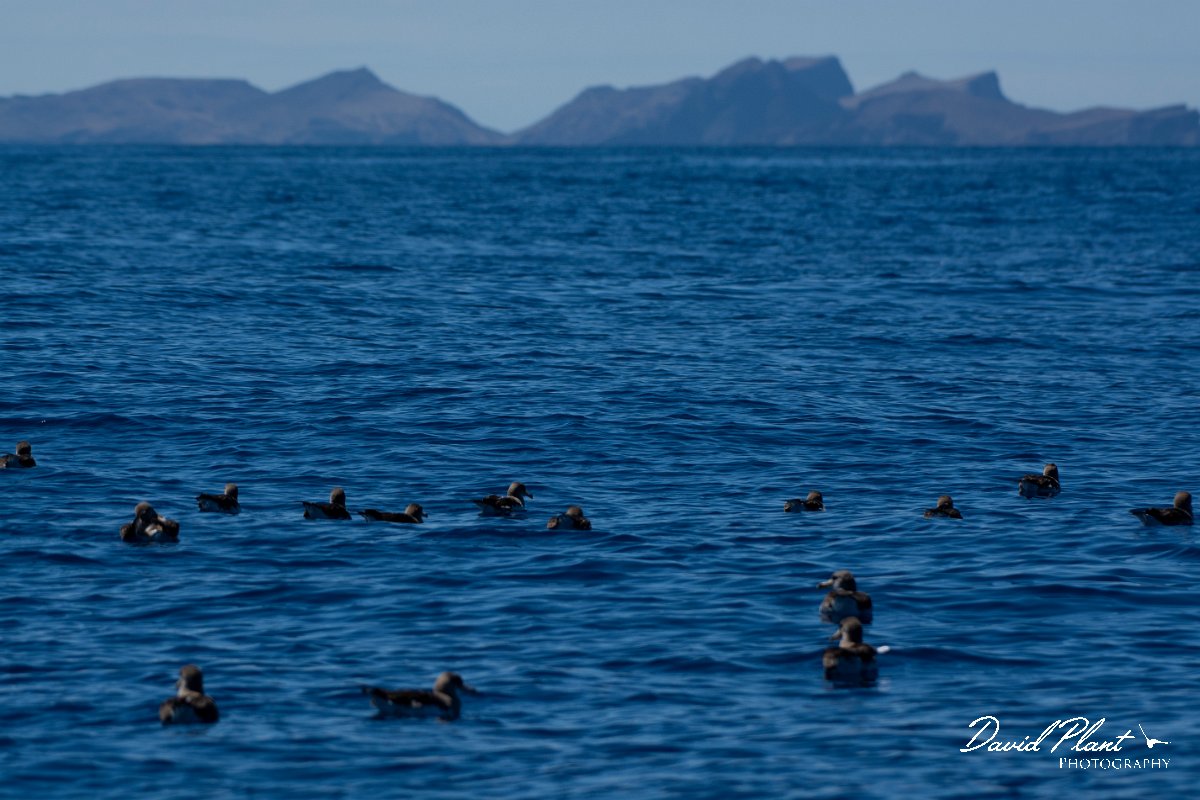 DPPhotography - Maderia - Cory's shearwater - AD.jpg - Cory's shearwater - Ocean SE of Madeira, Madeira