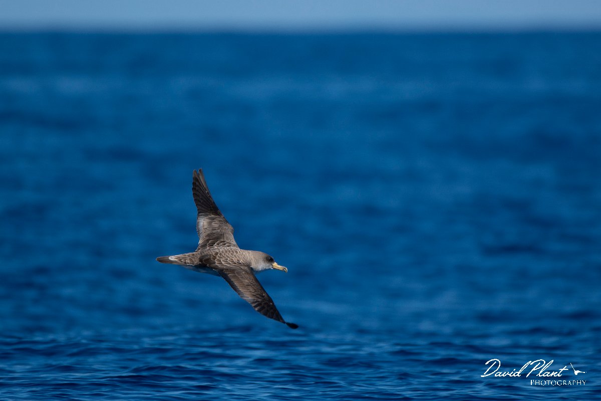 DPPhotography - Maderia - Cory's shearwater - AF.jpg - Cory's shearwater - Ocean SE of Madeira, Madeira