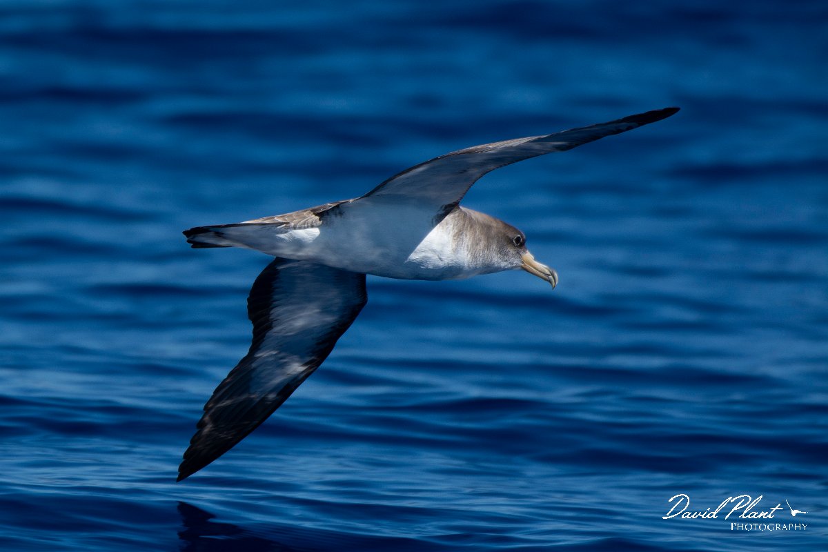 DPPhotography - Maderia - Cory's shearwater - AG.jpg - Cory's shearwater - Ocean SE of Madeira, Madeira