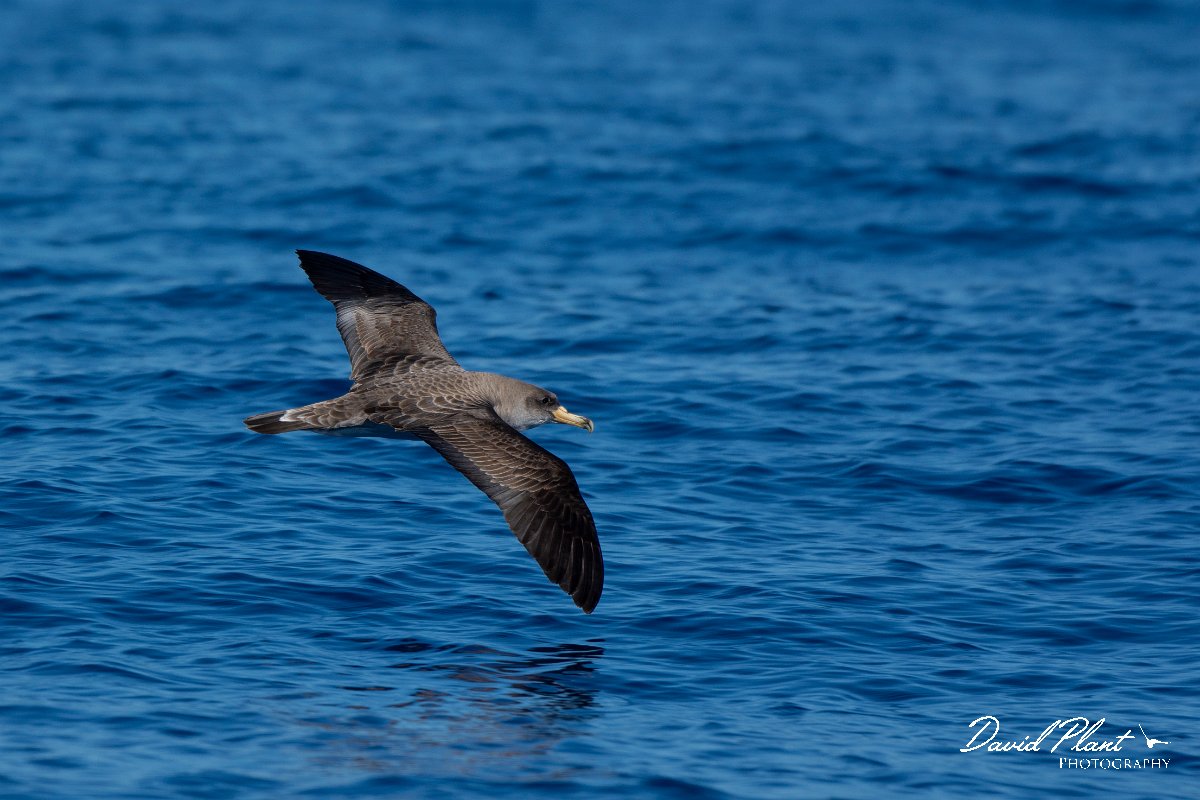 DPPhotography - Maderia - Cory's shearwater - AH.jpg - Cory's shearwater - Ocean SE of Madeira, Madeira