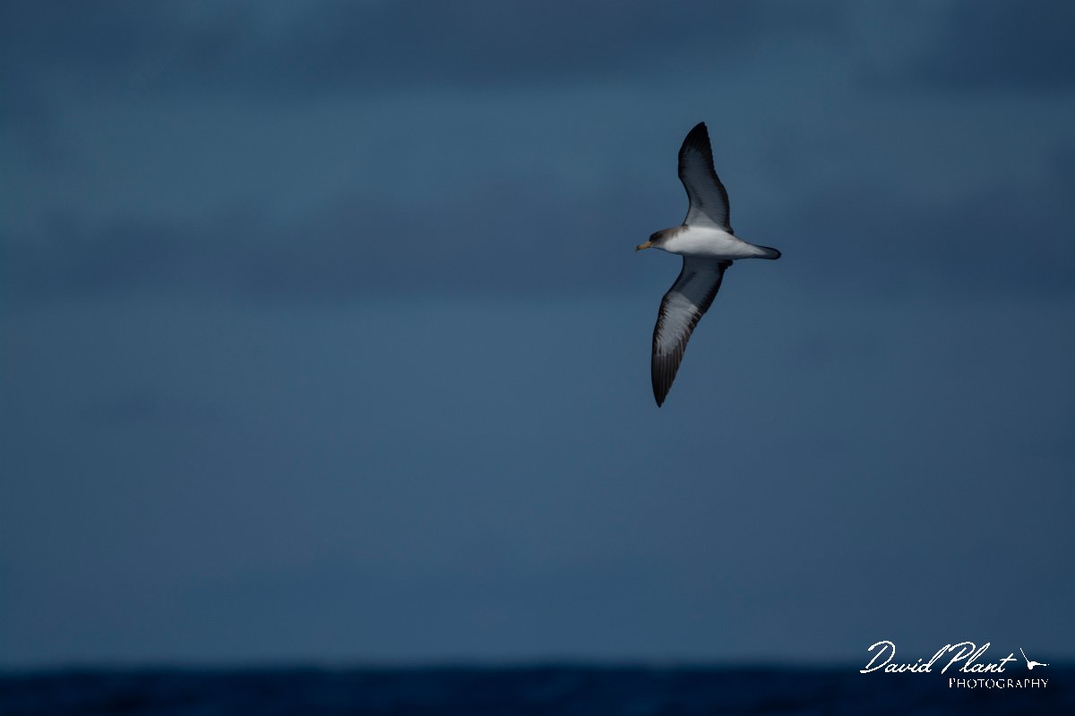 DPPhotography - Maderia - Cory's shearwater - C.jpg - Cory's shearwater - Ocean N of Madeira, Madeira