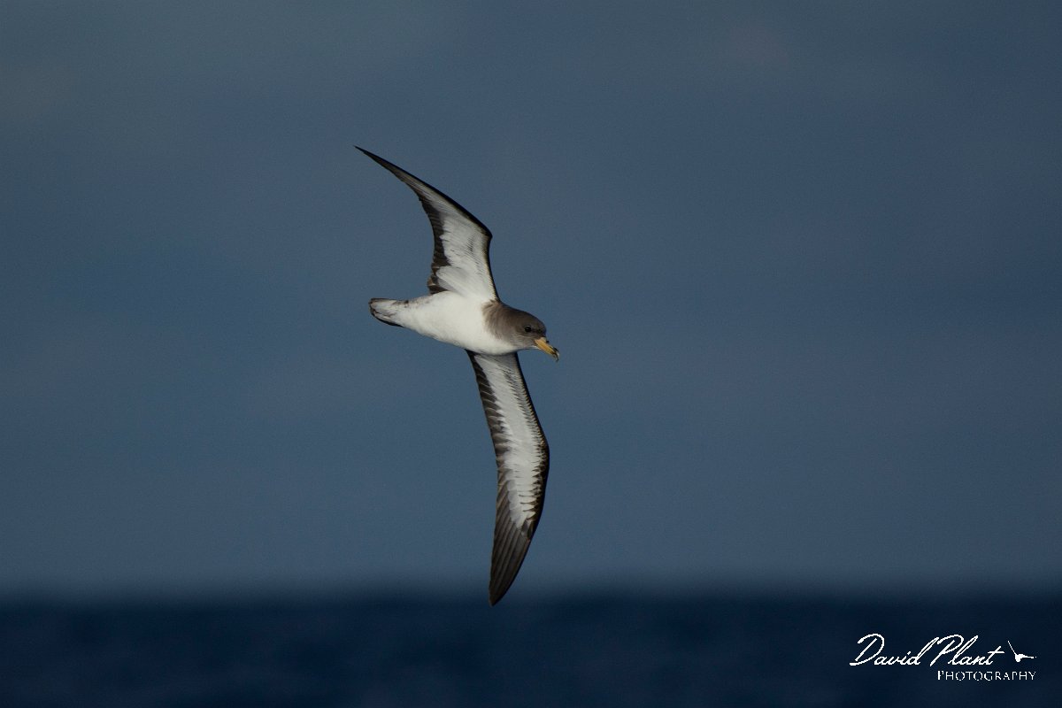 DPPhotography - Maderia - Cory's shearwater - E.jpg - Cory's shearwater - Ocean N of Madeira, Madeira