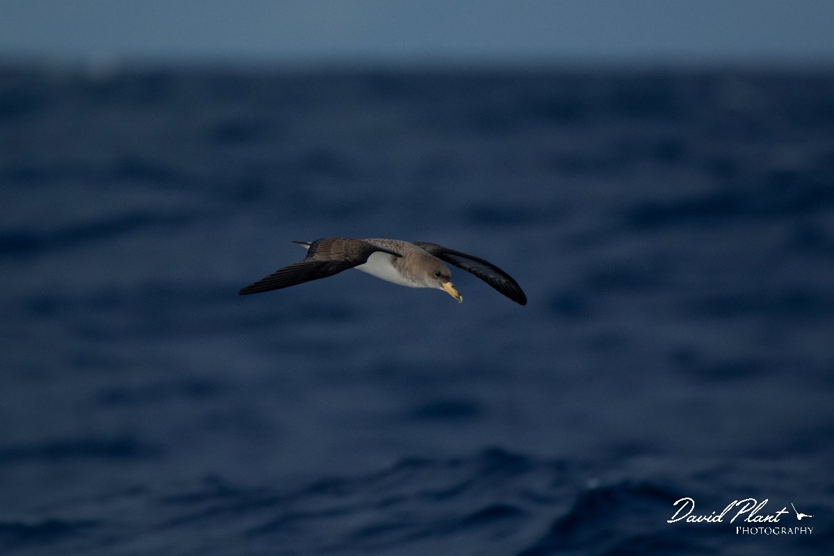DPPhotography - Maderia - Cory's shearwater - F.jpg - Cory's shearwater - Ocean N of Madeira, Madeira
