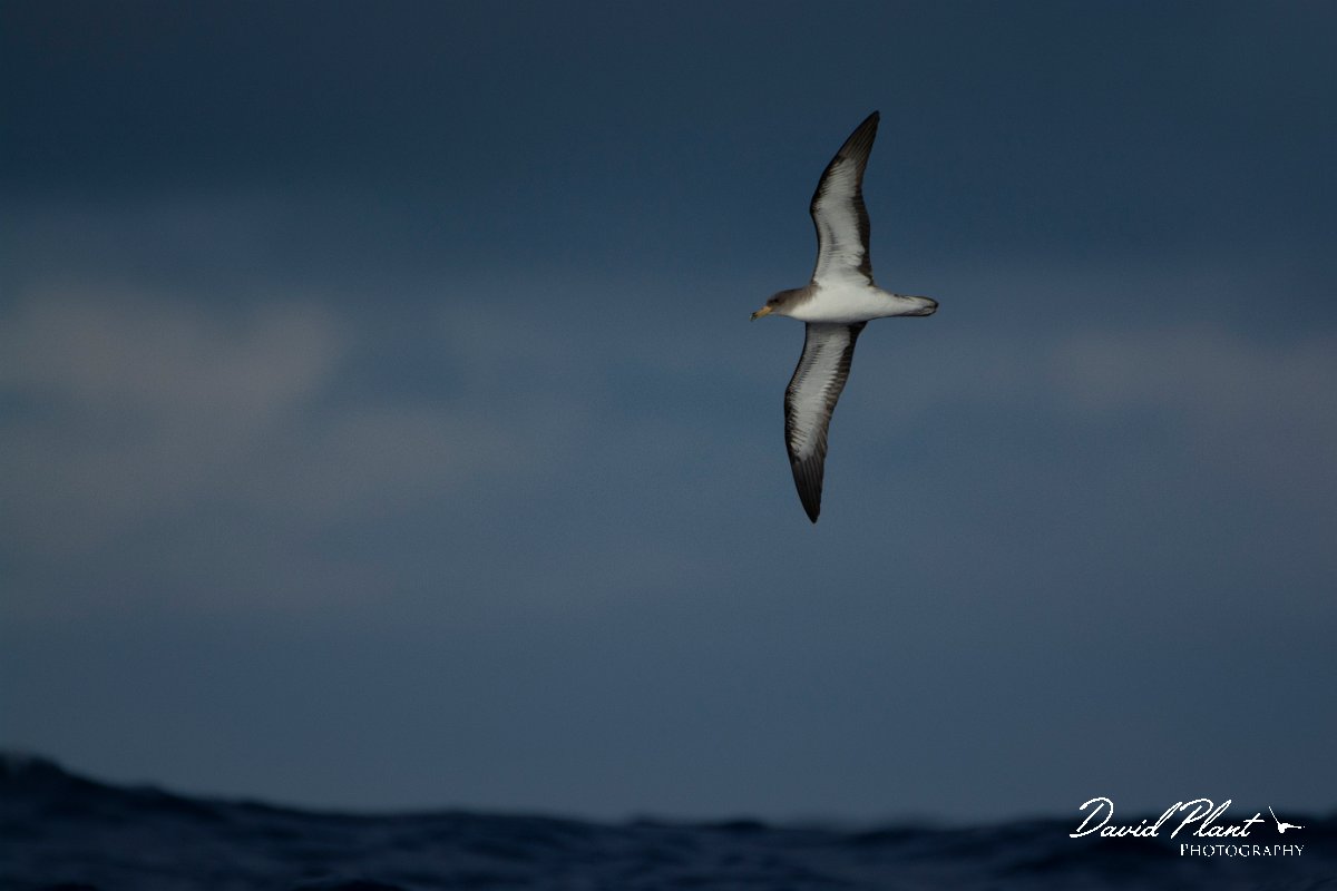DPPhotography - Maderia - Cory's shearwater - G.jpg - Cory's shearwater - Ocean N of Madeira, Madeira