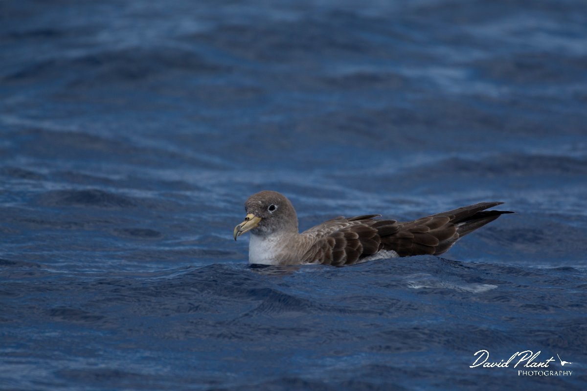 DPPhotography - Maderia - Cory's shearwater - H.jpg - Cory's shearwater - Ocean N of Madeira, Madeira