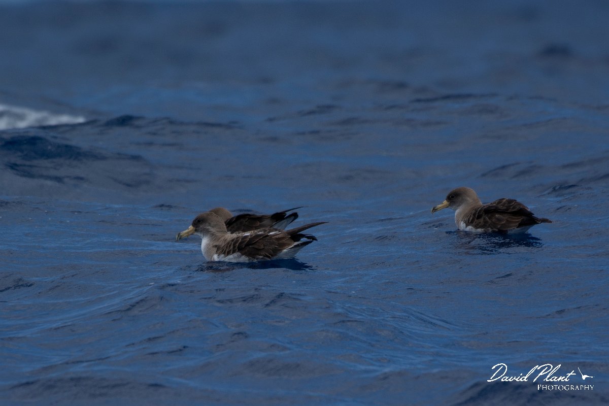 DPPhotography - Maderia - Cory's shearwater - I.jpg - Cory's shearwater - Ocean N of Madeira, Madeira