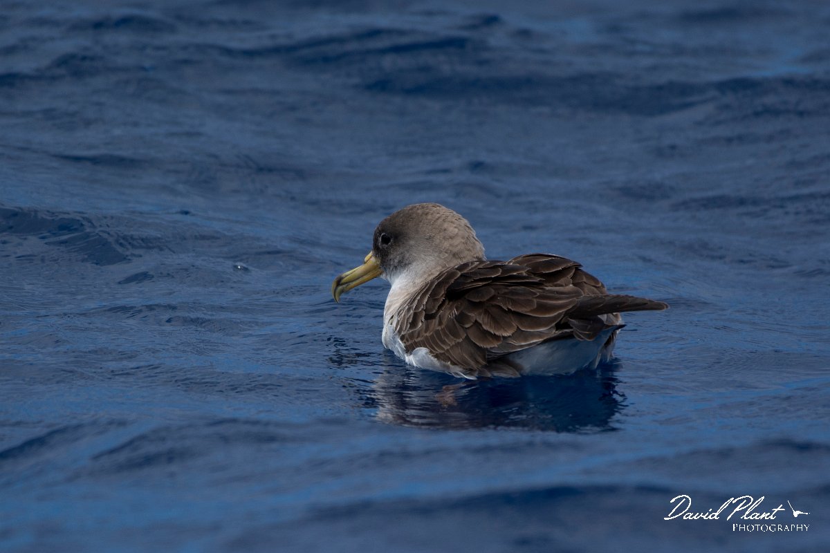DPPhotography - Maderia - Cory's shearwater - J.jpg - Cory's shearwater - Ocean N of Madeira, Madeira