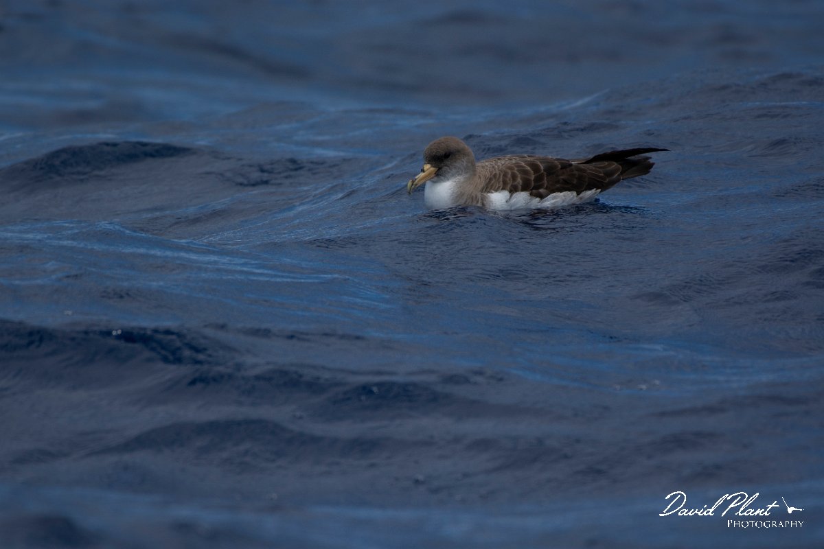 DPPhotography - Maderia - Cory's shearwater - K.jpg - Cory's shearwater - Ocean N of Madeira, Madeira