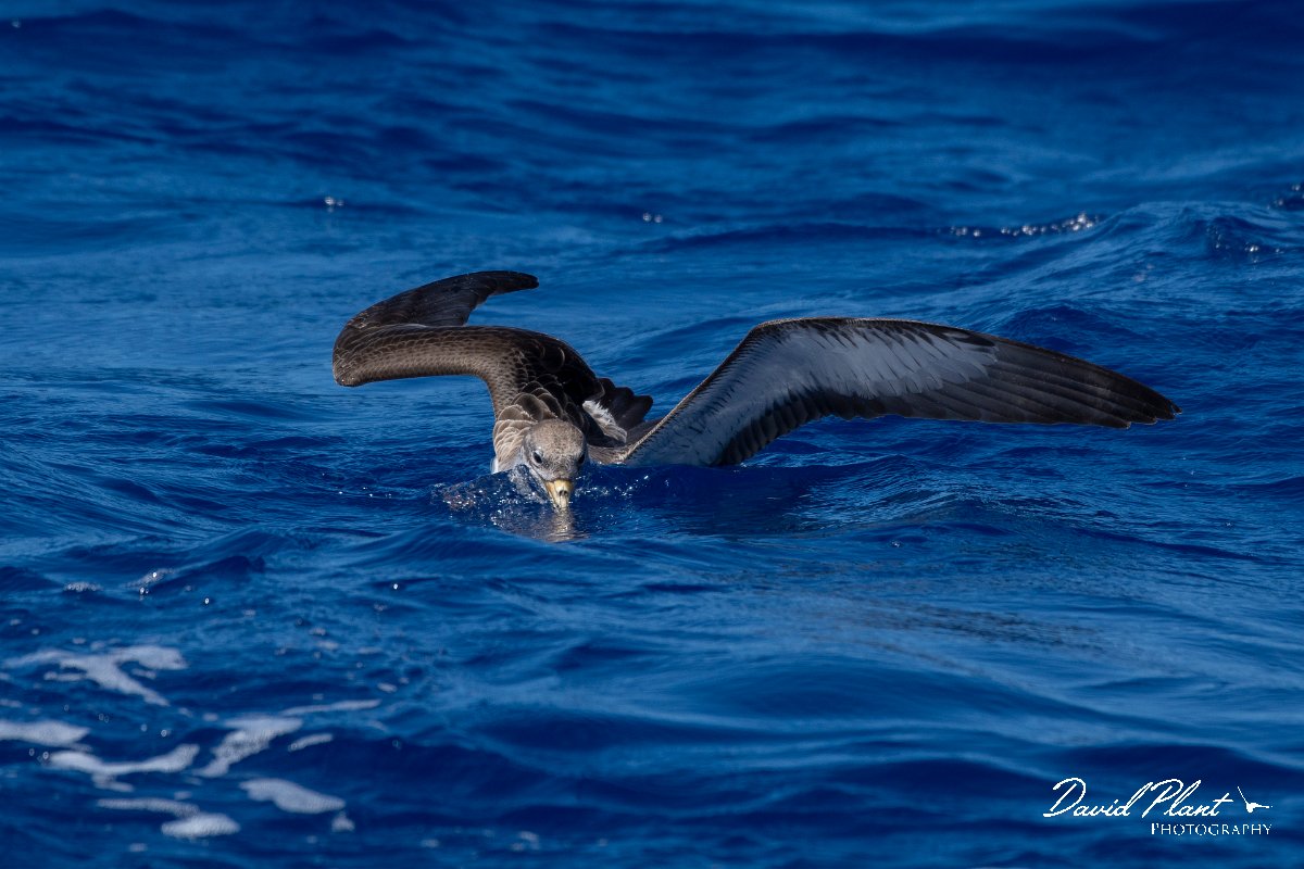 DPPhotography - Maderia - Cory's shearwater - L.jpg - Cory's shearwater - Ocean N of Madeira, Madeira