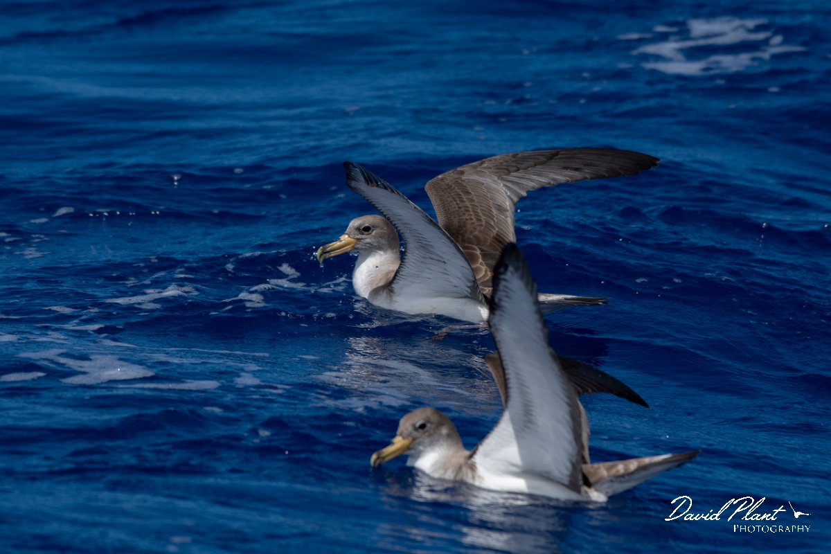 DPPhotography - Maderia - Cory's shearwater - M.jpg - Cory's shearwater - Ocean N of Madeira, Madeira