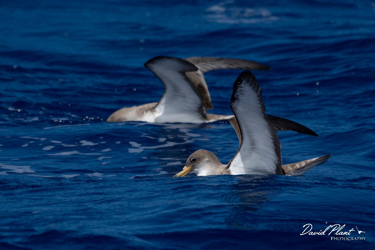 DPPhotography - Maderia - Cory's shearwater - N.jpg - Cory's shearwater - Ocean N of Madeira, Madeira