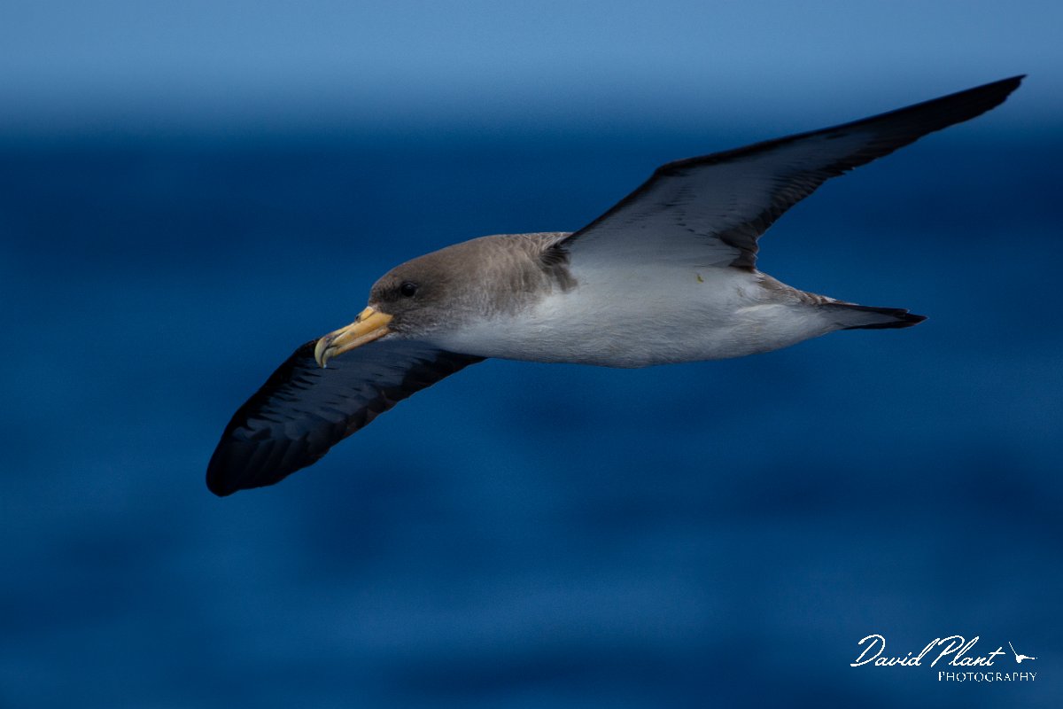 DPPhotography - Maderia - Cory's shearwater - O.jpg - Cory's shearwater - Ocean N of Madeira, Madeira