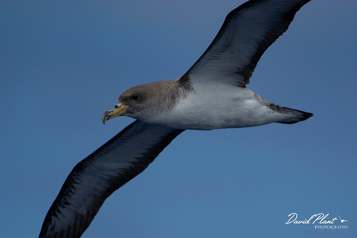 DPPhotography - Maderia - Cory's shearwater - P.jpg - Cory's shearwater - Ocean N of Madeira, Madeira