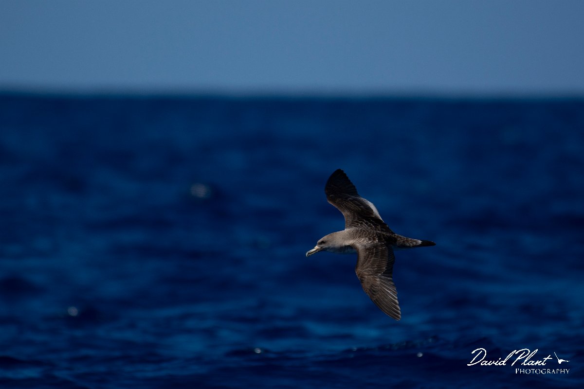 DPPhotography - Maderia - Cory's shearwater - R.jpg - Cory's shearwater - Ocean SE of Madeira, Madeira
