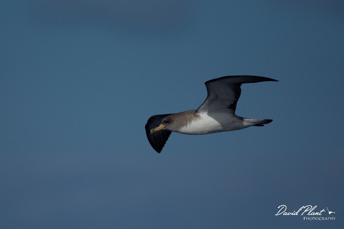 DPPhotography - Maderia - Cory's shearwater - S.jpg - Cory's shearwater - Ocean SE of Madeira, Madeira