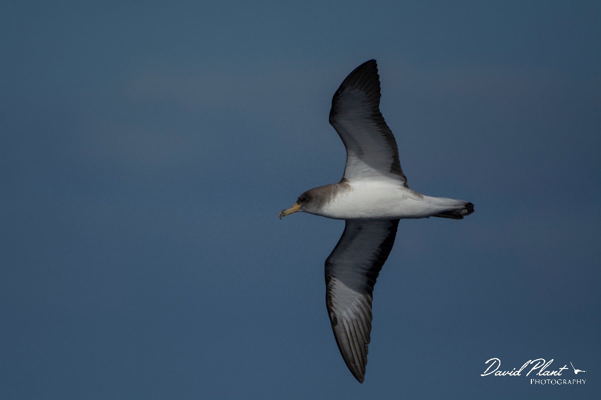 DPPhotography - Maderia - Cory's shearwater - T.jpg - Cory's shearwater - Ocean SE of Madeira, Madeira