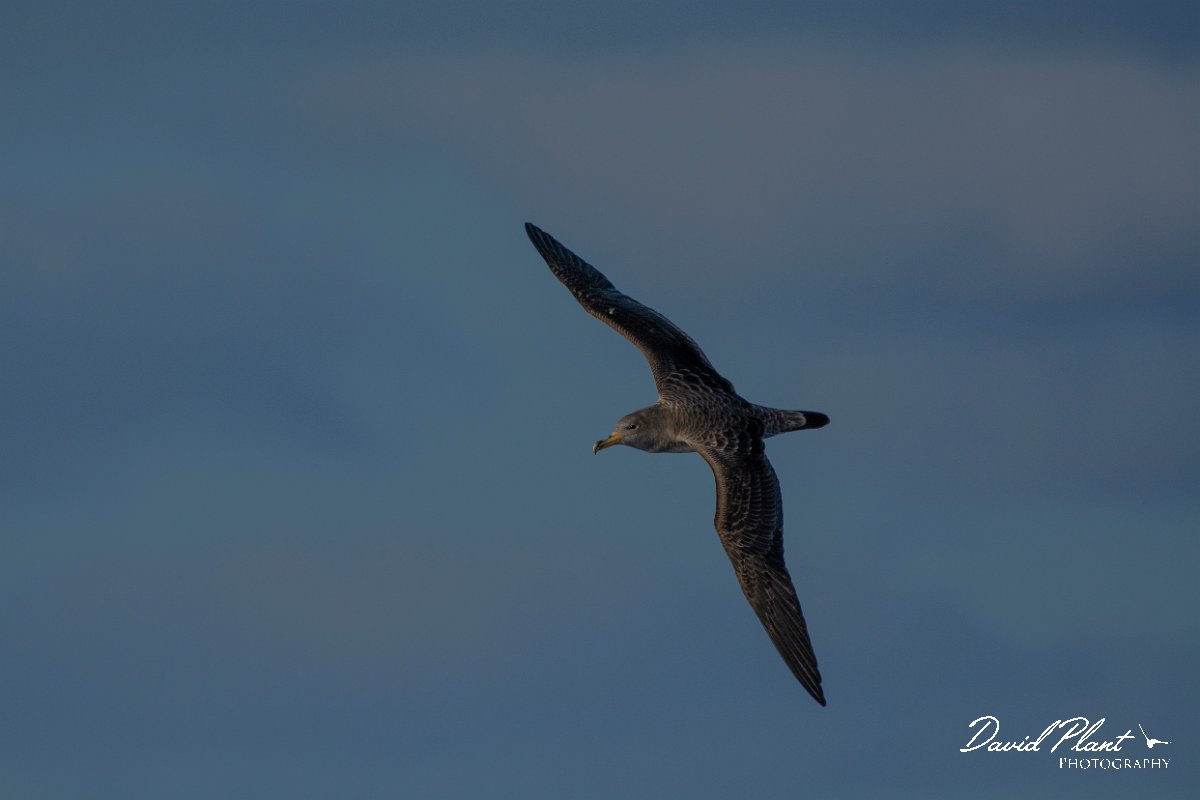 DPPhotography - Maderia - Cory's shearwater - U.jpg - Cory's shearwater - Ocean SE of Madeira, Madeira