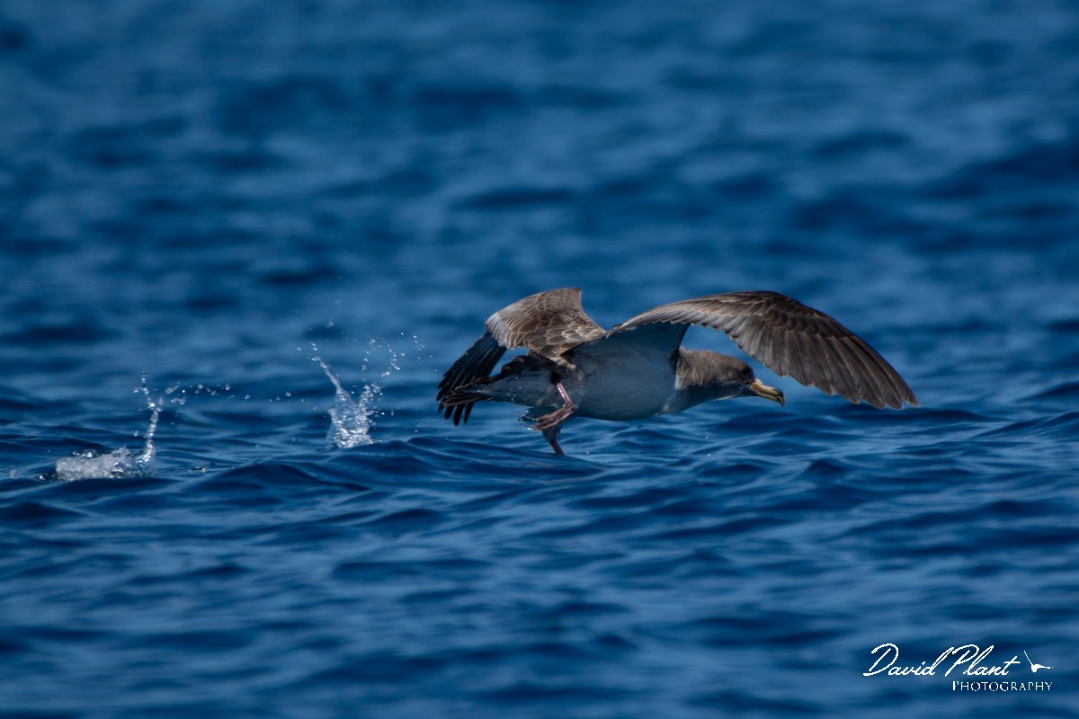 DPPhotography - Maderia - Cory's shearwater - V.jpg - Cory's shearwater - Ocean SE of Madeira, Madeira