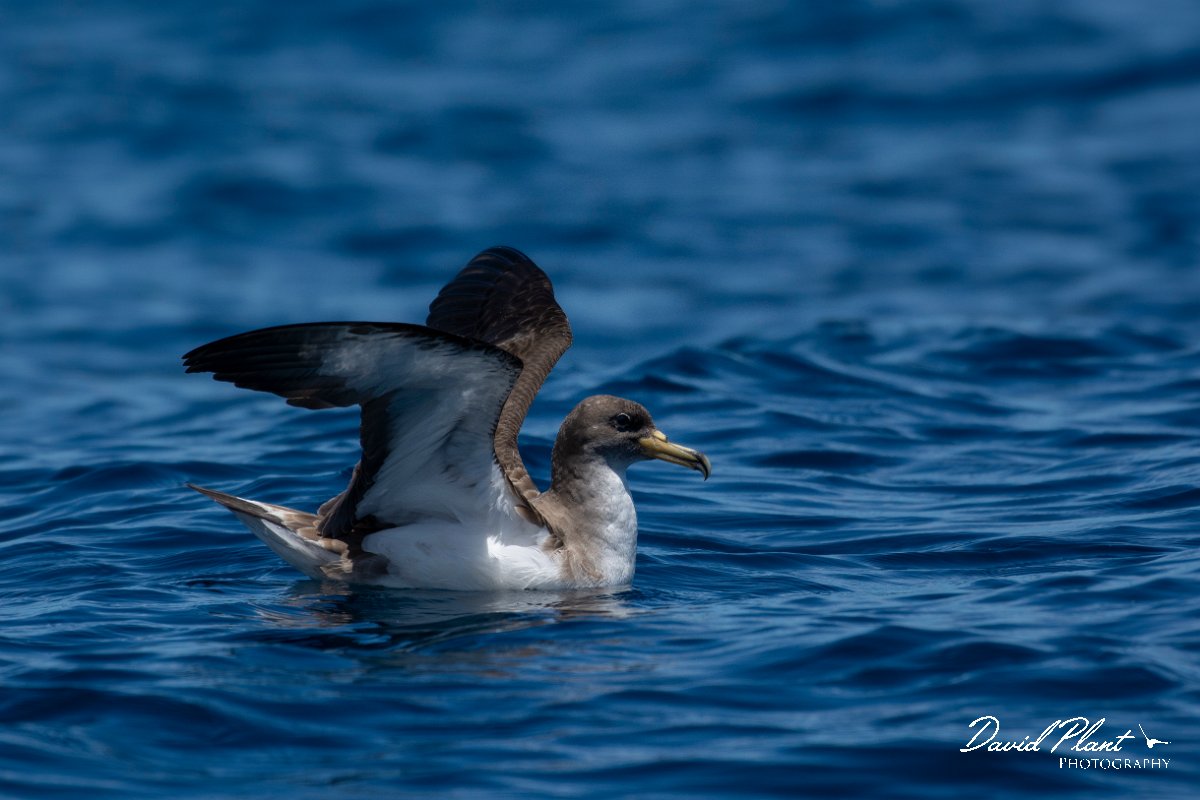 DPPhotography - Maderia - Cory's shearwater - W.jpg - Cory's shearwater - Ocean SE of Madeira, Madeira